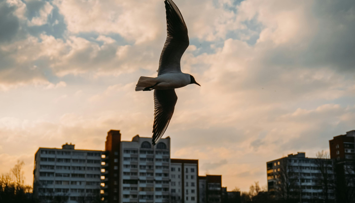 西宁最新疫情最新：你需要知道的一切