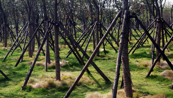 西溪湿地疫情最新政策：保护环境与健康的完美平衡