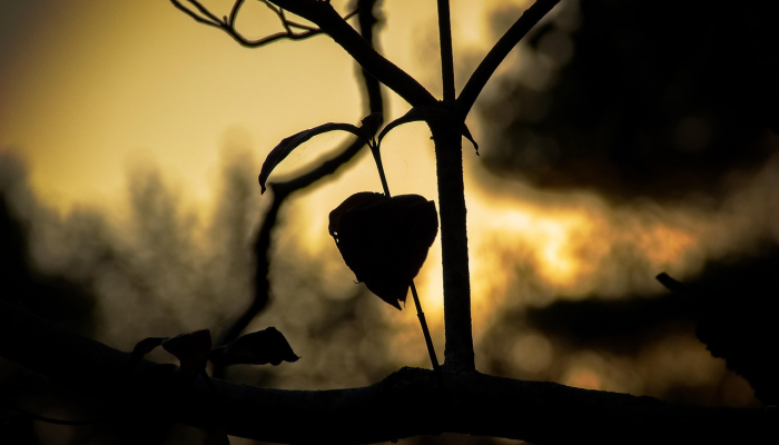 宁德疫情最新动态:寿宁区最新防控措施与生活指南