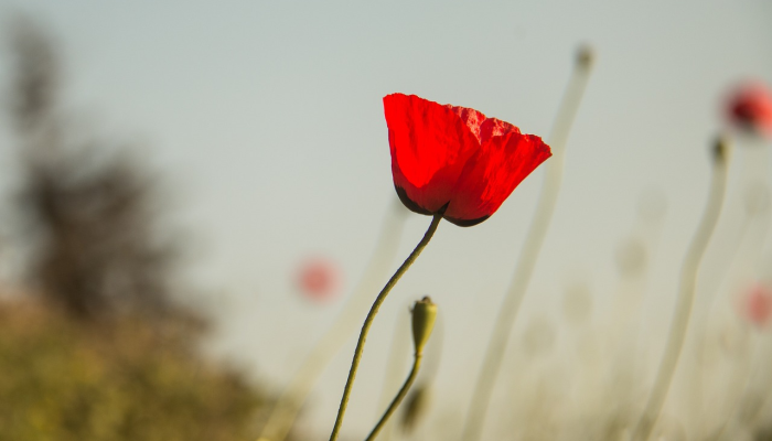 大武疫情防控最新消息：全面了解最新动态与应对策略