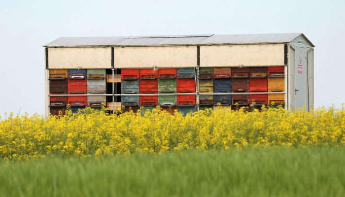 埃及农场最新疫情：全球农业健康的警钟