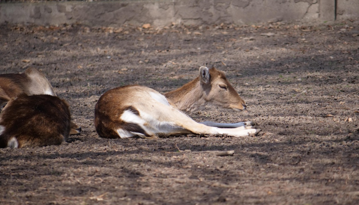 云豹最新疫情消息：全球关注的热点话题