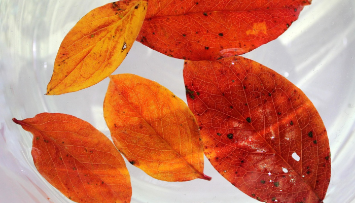 新余疫情最新报道：为您提供最新、最准确的疫情信息