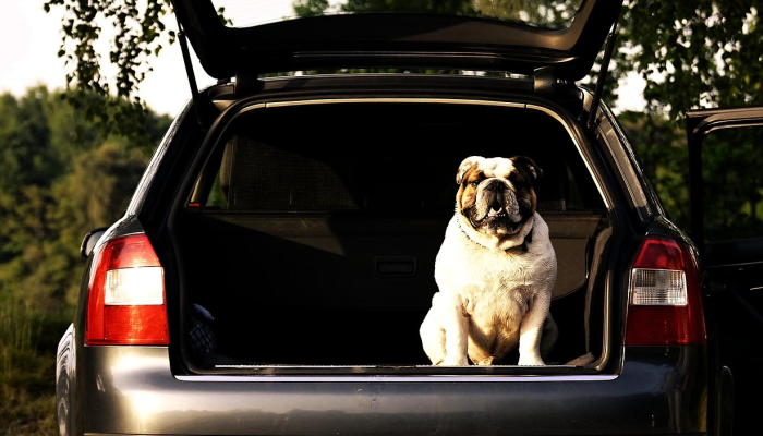 捷豹最新疫情：全球公共卫生的前沿观察