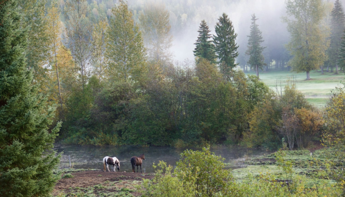 内蒙古病毒疫情最新通报：防疫进展与未来展望