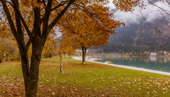 樱花校园疫情最新：校园生活的挑战与希望