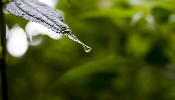 巴西联邦疫情最新