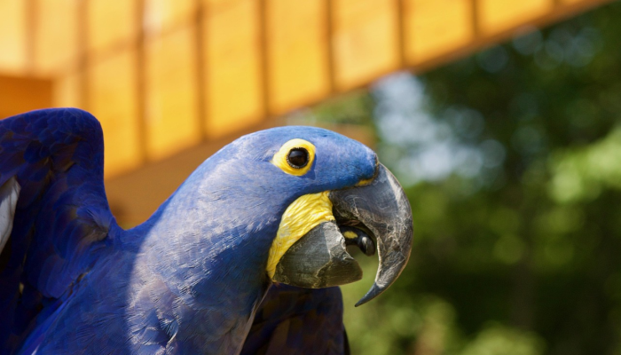 澳大利亚疫情最新发布：全面解读最新动态与防疫策略