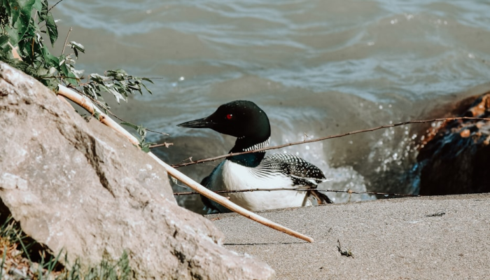 探索内蒙古最新疫情地图：全面了解您身边的健康动态