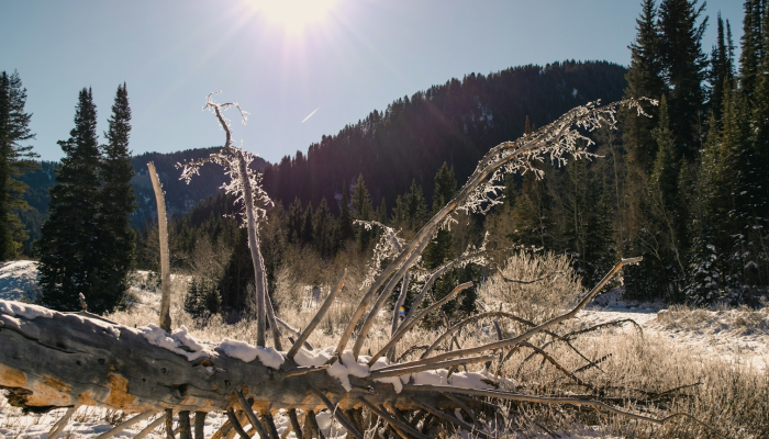 龙泉云和疫情最新消息：探寻自然之美与健康之道