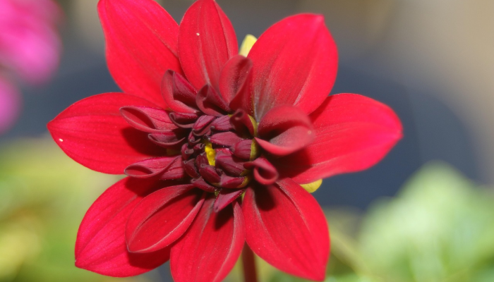 黑山最新疫情动态：跨越挑战，迎接未来