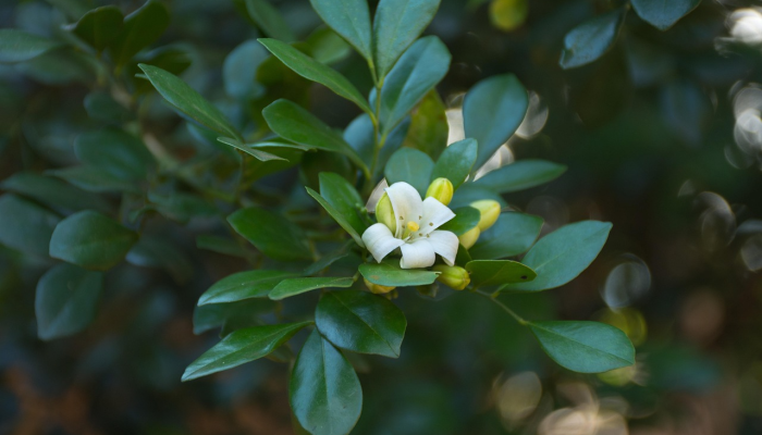 天津北区疫情最新消息：全面了解最新动态与应对策略